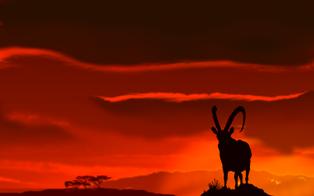 widescreenibexsunset4 widescreenibexsunset4