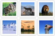 Image Thumbnail