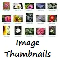 Image Thumbnails